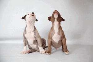 Mascotas