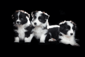 Mascotas